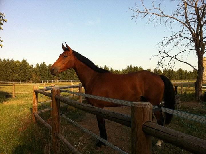 cheval-pre-bai