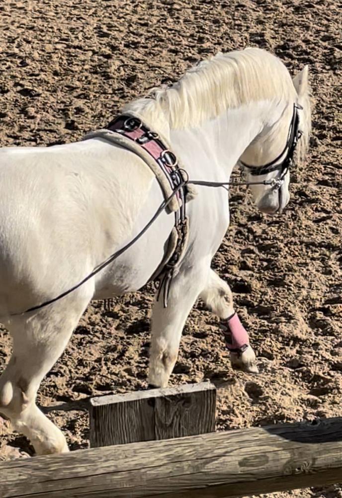 Stage équitation à Éguilles