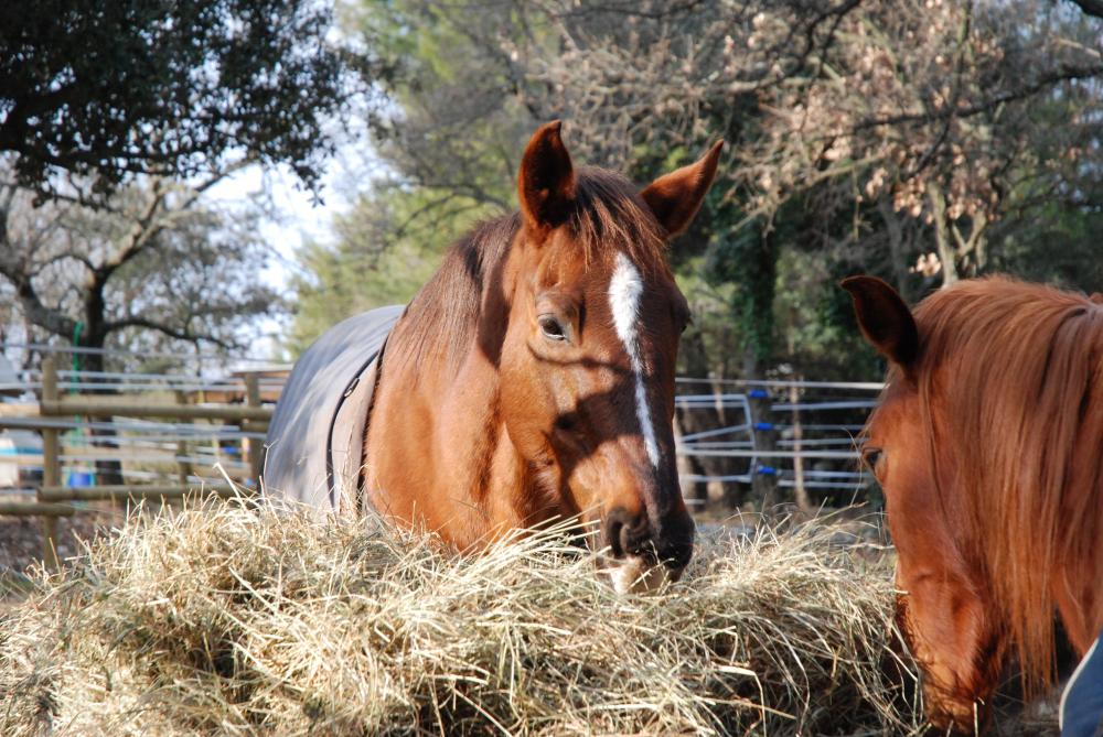 Pension de chevaux à Éguilles