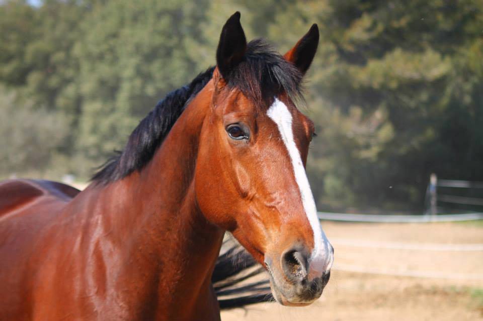 Les pensionnaires du Haras des Oliviers