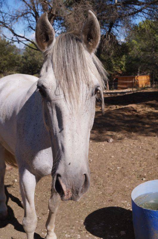 gris-mouchete