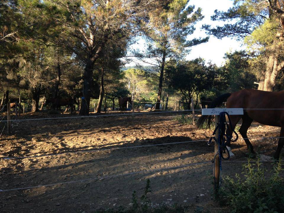 paddock-chevaux