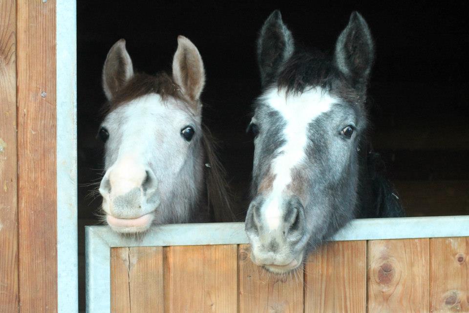 jeunes-chevaux