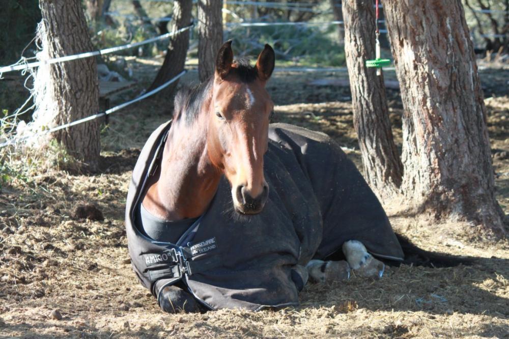 cheval-couche-paddock